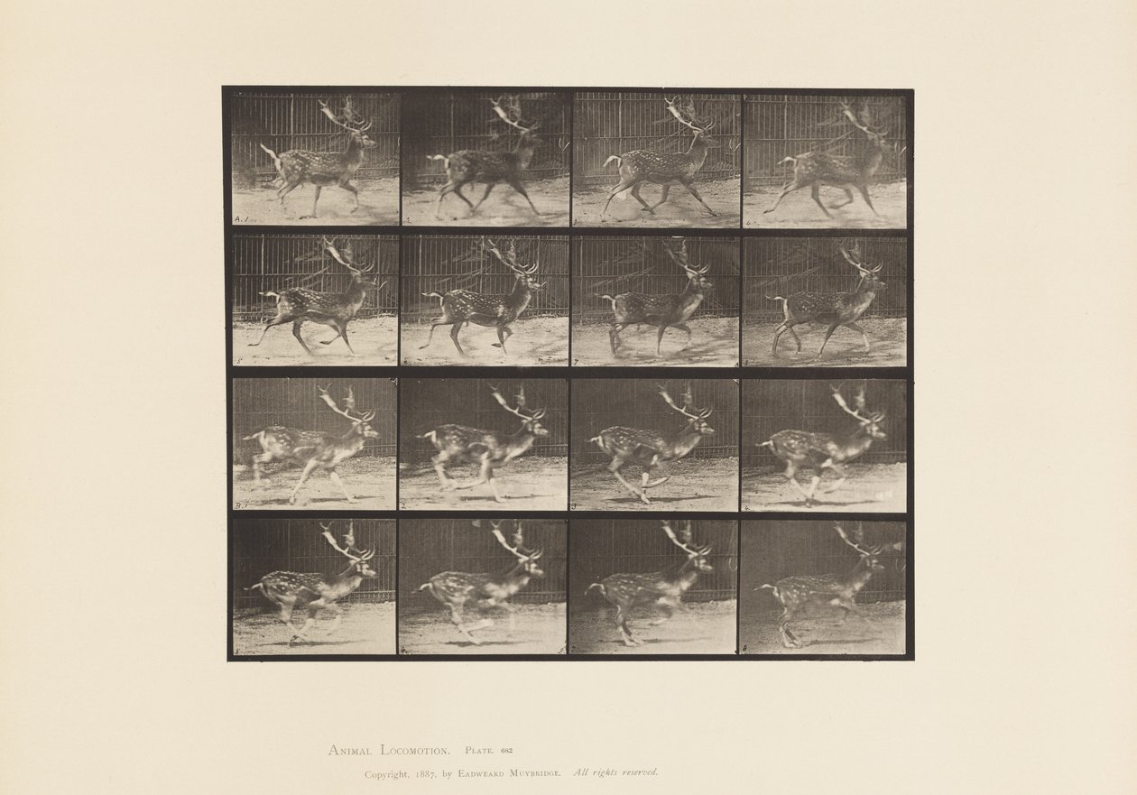 Płyta 682. Ugór; Bryknięcie; A, kłus; B, Galopujący autorstwa Eadweard Muybridge