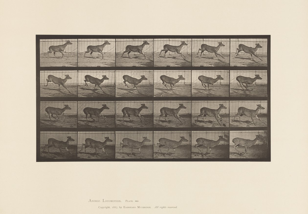 Płyta 683. Jeleń Wirginia; (Bez poroża); Bryknięcie; Galopujący autorstwa Eadweard Muybridge