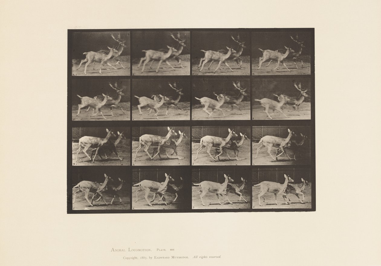 Płyta 684. Daniele; A, Buck i Doe; B, Dwie Łanie; kłus autorstwa Eadweard Muybridge