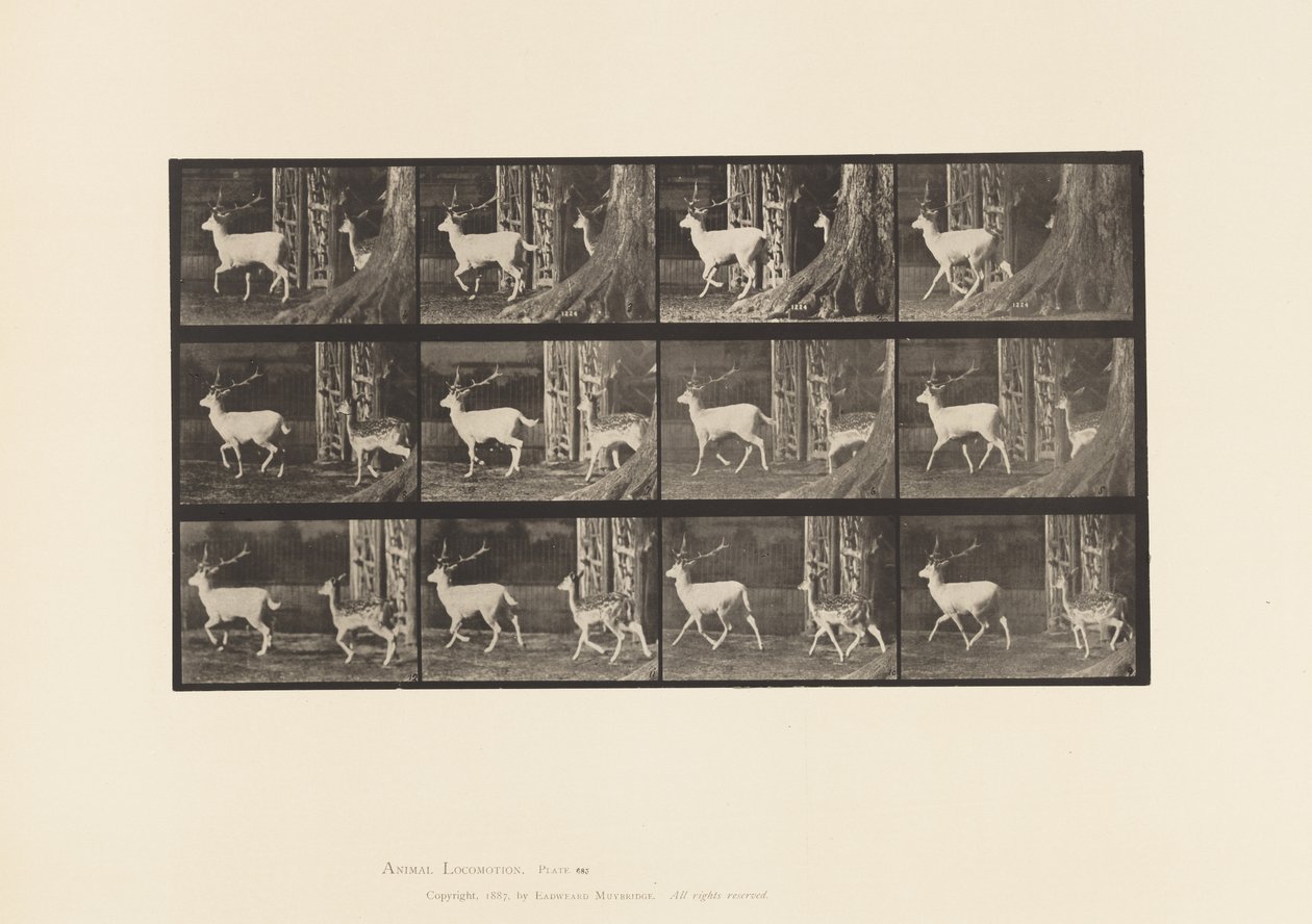 Talerz 685. Daniele; Buck i Doe; kłus autorstwa Eadweard Muybridge