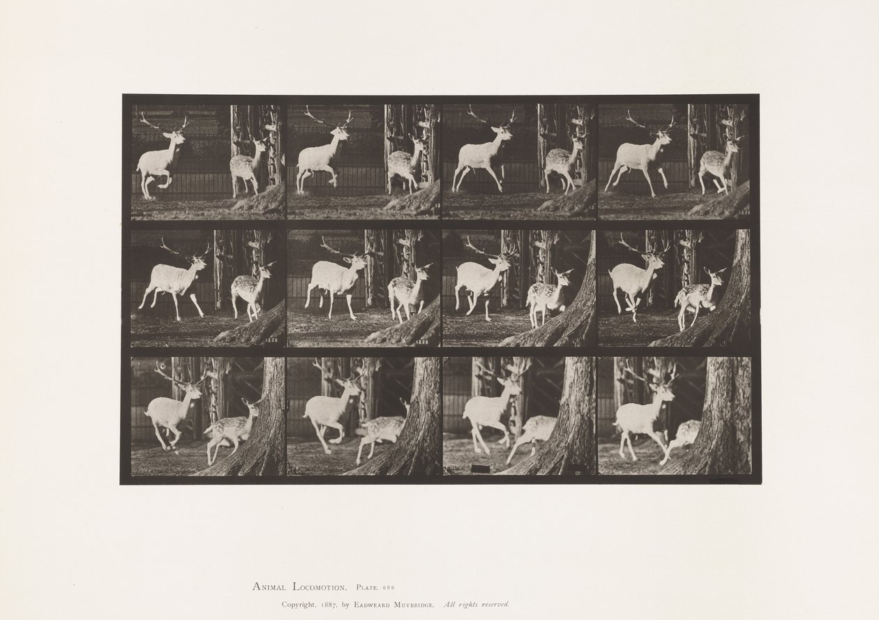 Talerz 686. Daniele; Buck i Doe; Galopujący autorstwa Eadweard Muybridge