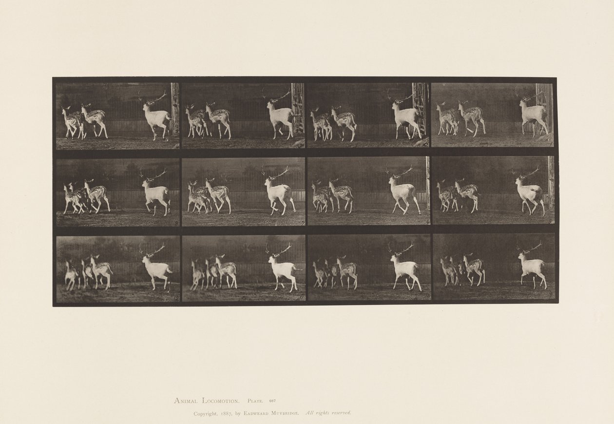 Płyta 687. Daniele; Buck i Grupa Czy; Galopujący autorstwa Eadweard Muybridge