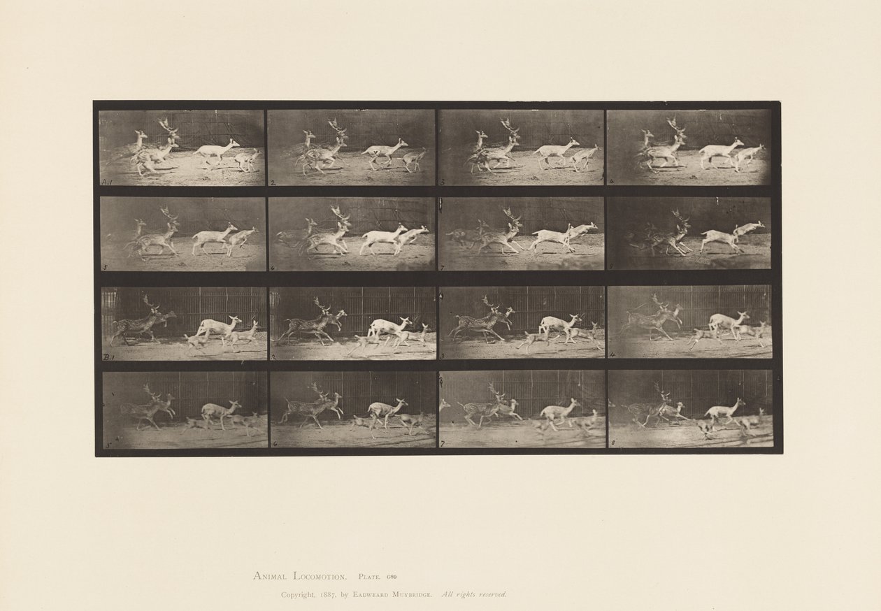 Płyta 689. Daniele; A, B, Buck i Grupa Czy; Galopujący autorstwa Eadweard Muybridge