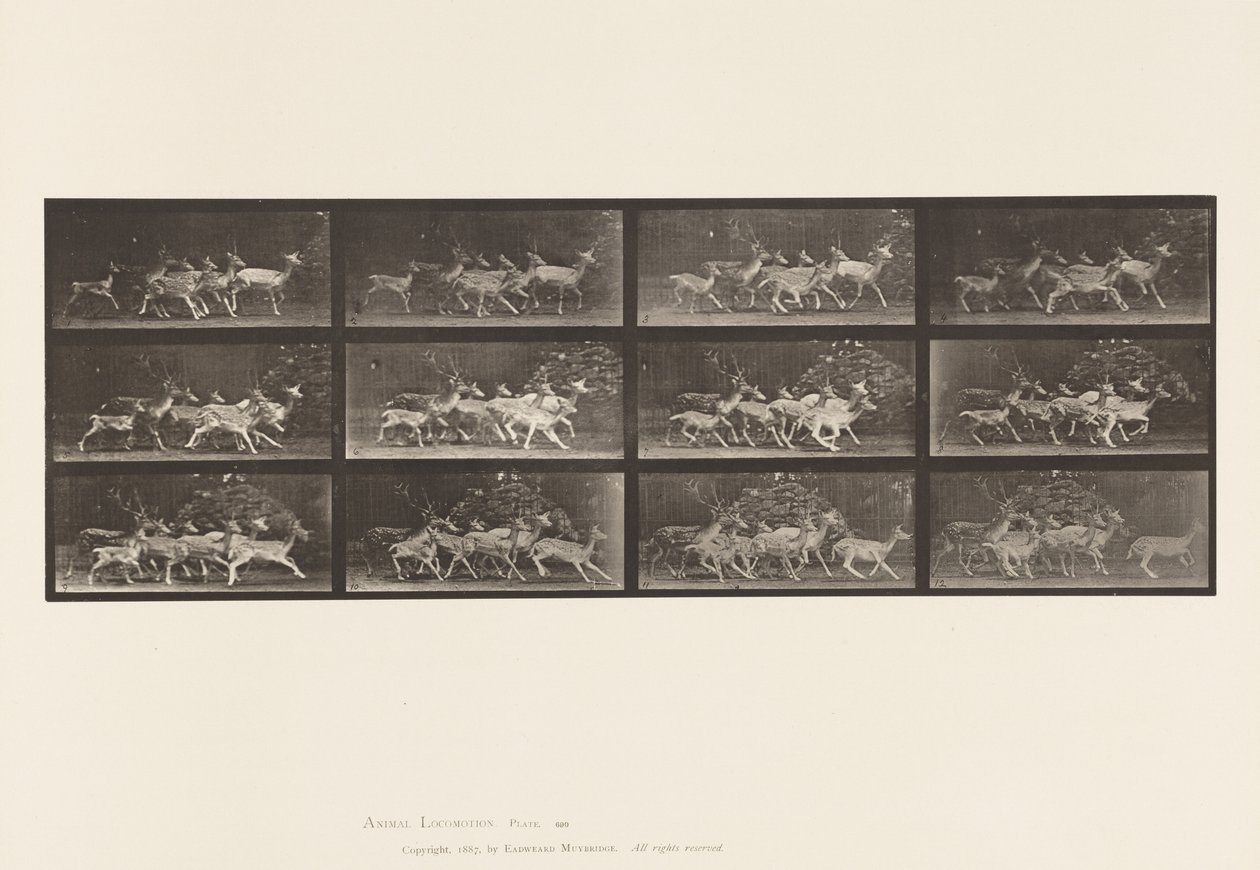 Płyta 690. Daniele; Buck i Grupa Czy; Różne ruchy autorstwa Eadweard Muybridge