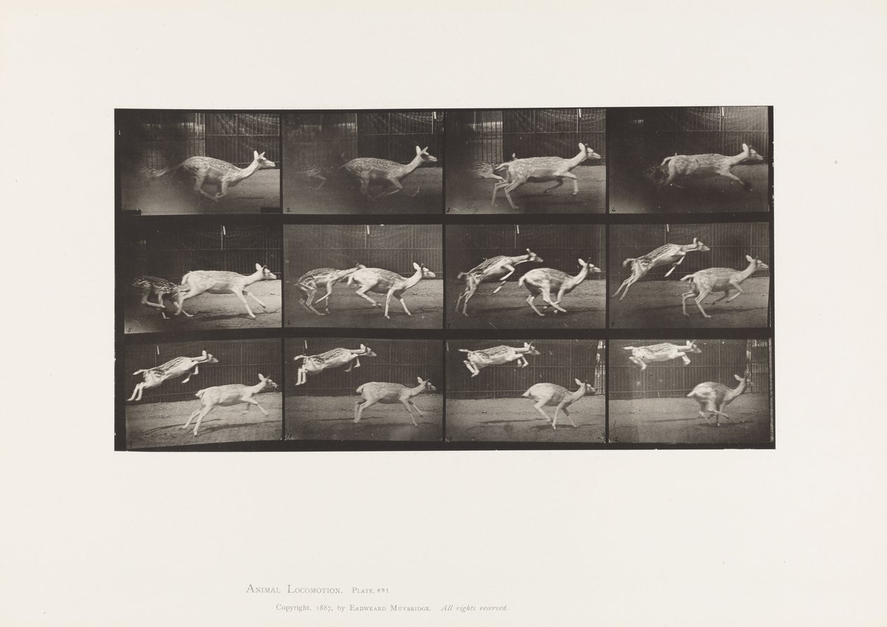 Płyta 691. Daniele; Łania; Galopujący; i Kid; Skoki autorstwa Eadweard Muybridge