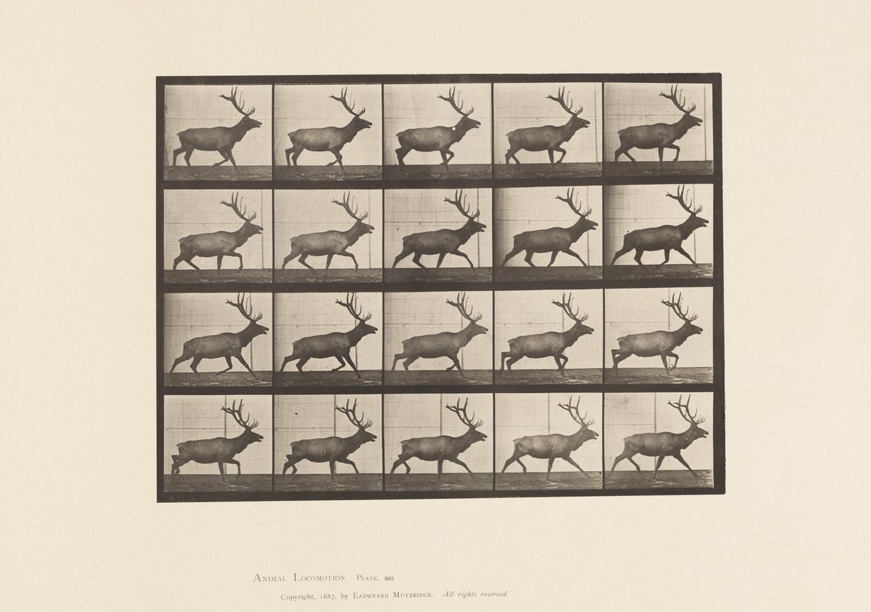 Płyta 692. Łoś, Kłus autorstwa Eadweard Muybridge