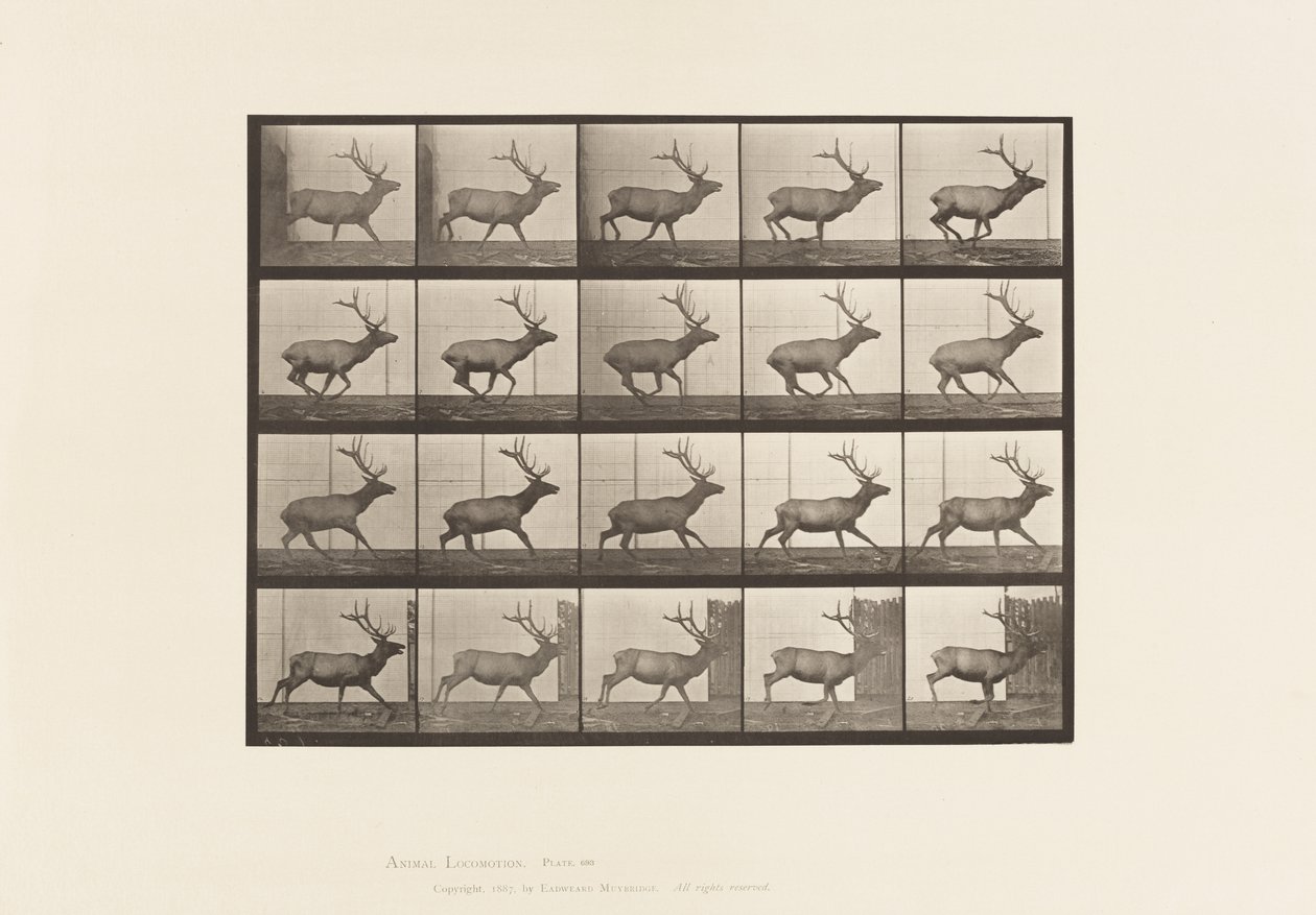 Tabliczka 693. Łoś, Galop autorstwa Eadweard Muybridge