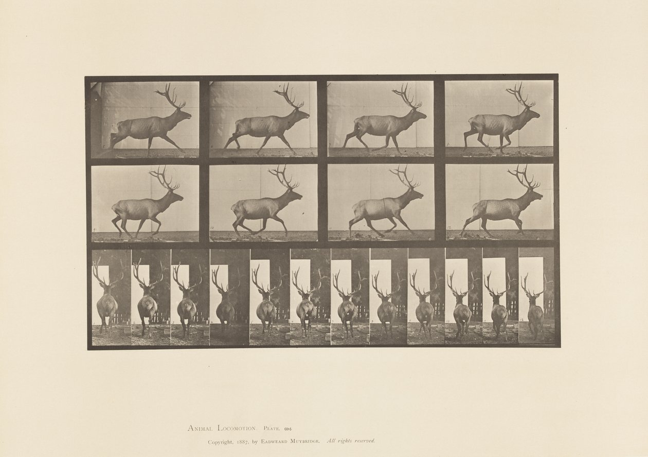 Tabliczka 694. Łoś, Galop autorstwa Eadweard Muybridge