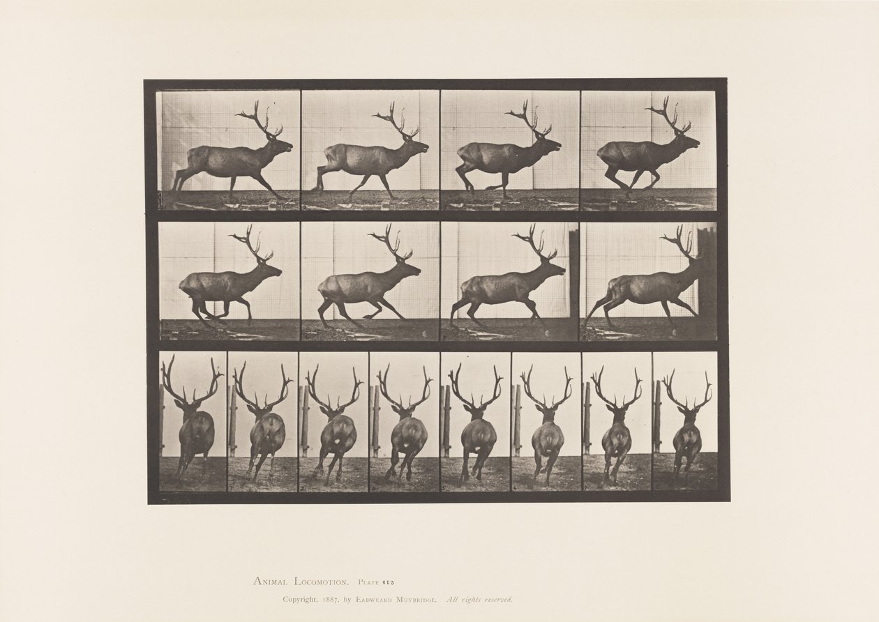Talerz 695. Łoś, Galop autorstwa Eadweard Muybridge