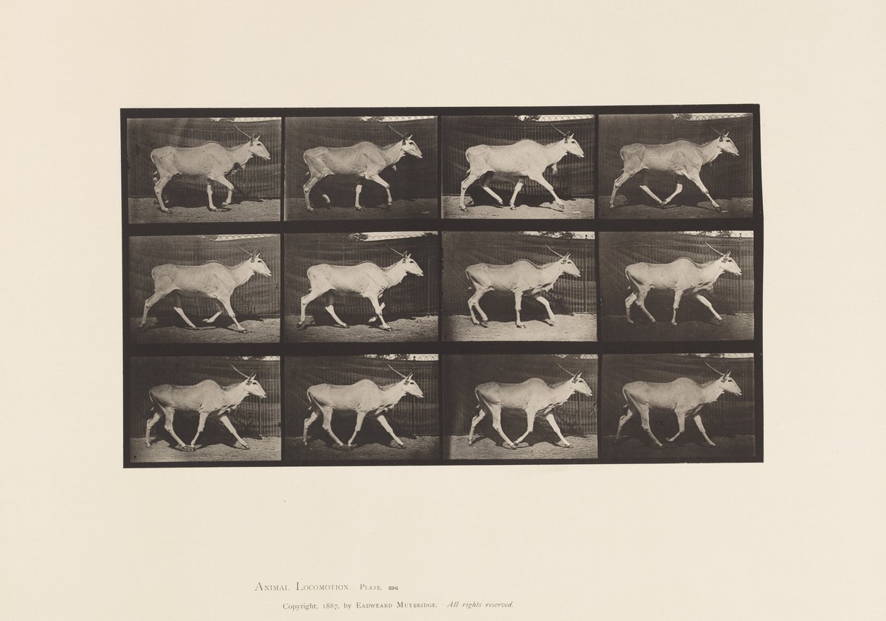 Tabliczka 696. Eland, Trotting autorstwa Eadweard Muybridge