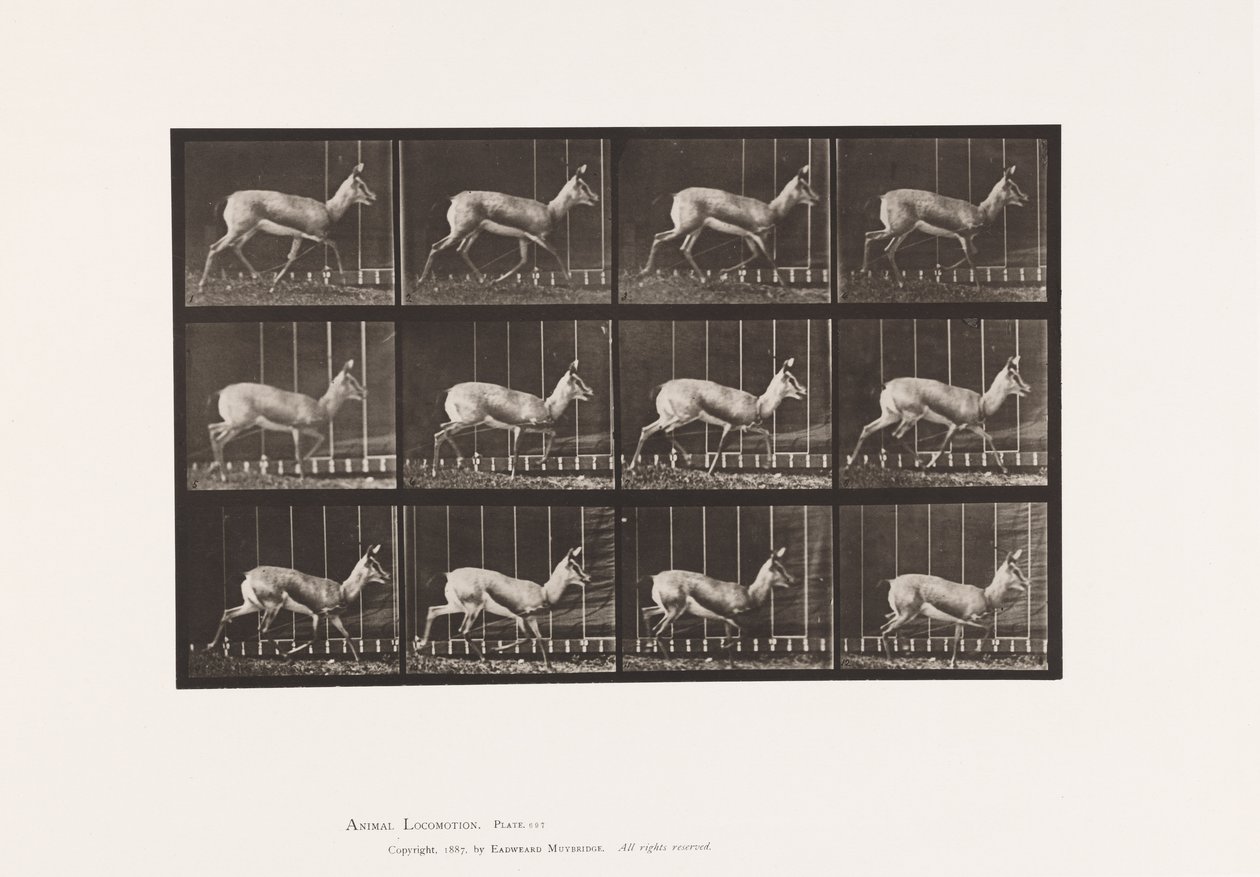 Tablica 697. Antylopa; kłus autorstwa Eadweard Muybridge