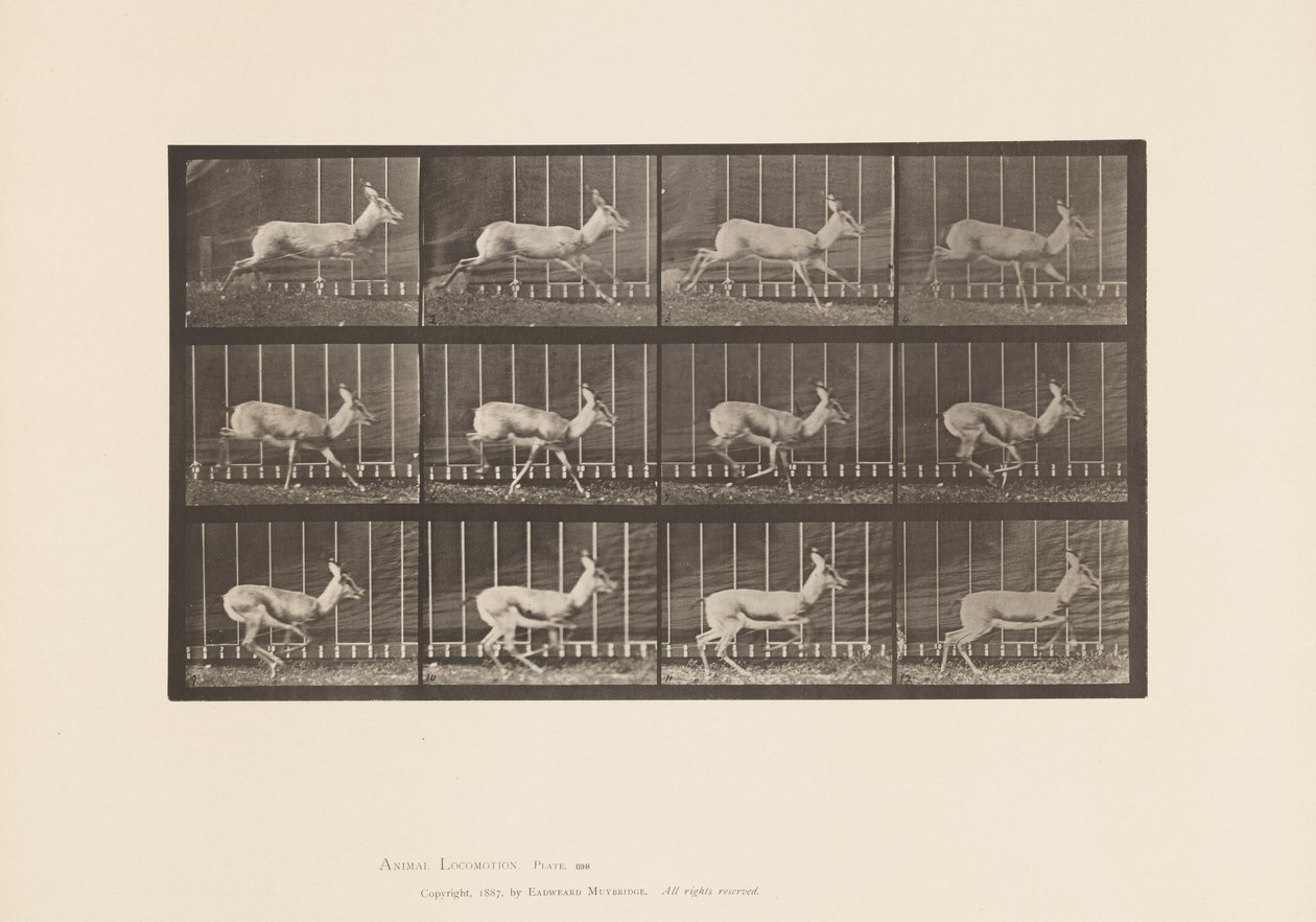 Tablica 698. Antylopa; Galopujący autorstwa Eadweard Muybridge