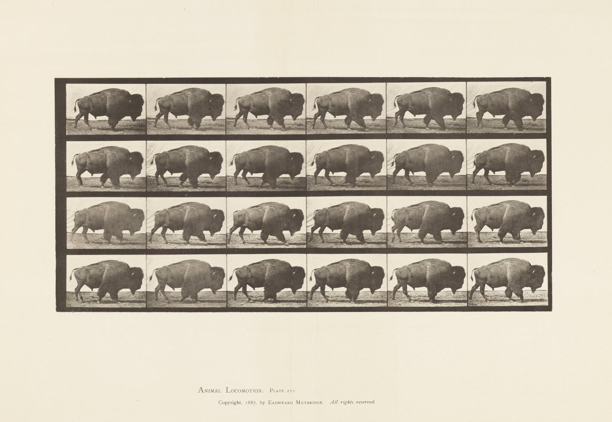 Talerz 699. Bawół; Pieszy autorstwa Eadweard Muybridge