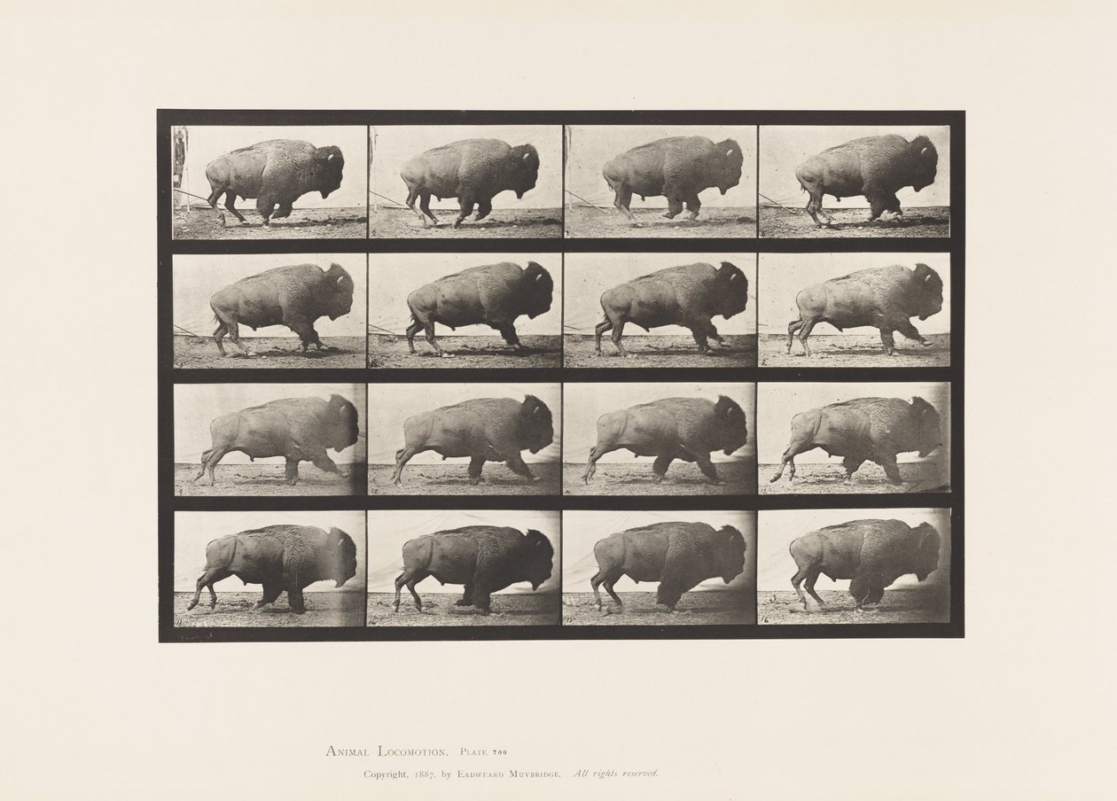 Talerz 700. Bawół; Galopujący autorstwa Eadweard Muybridge