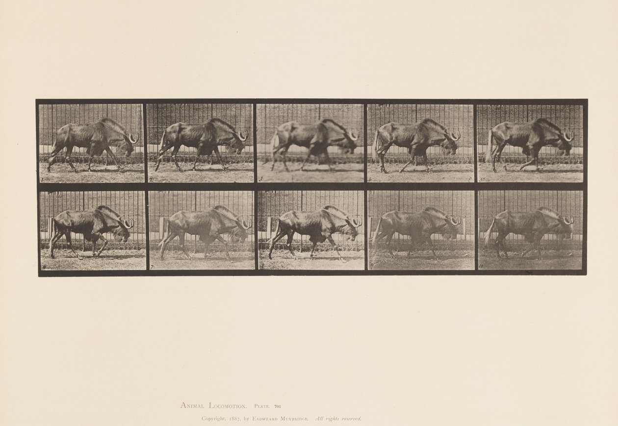 Płyta 701. Gnu; Pieszy autorstwa Eadweard Muybridge