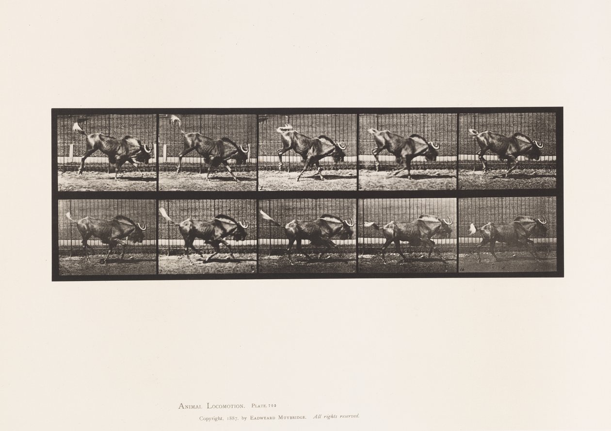 Płyta 702. Gnu; Brykanie i galopowanie autorstwa Eadweard Muybridge