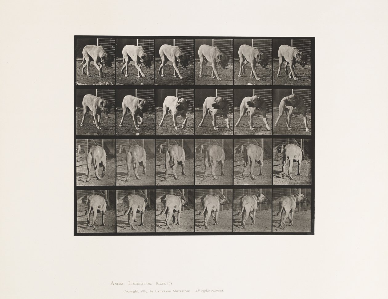 Tabliczka 703. Pies; Pieszy; Przerwany Mastif-Dread autorstwa Eadweard Muybridge