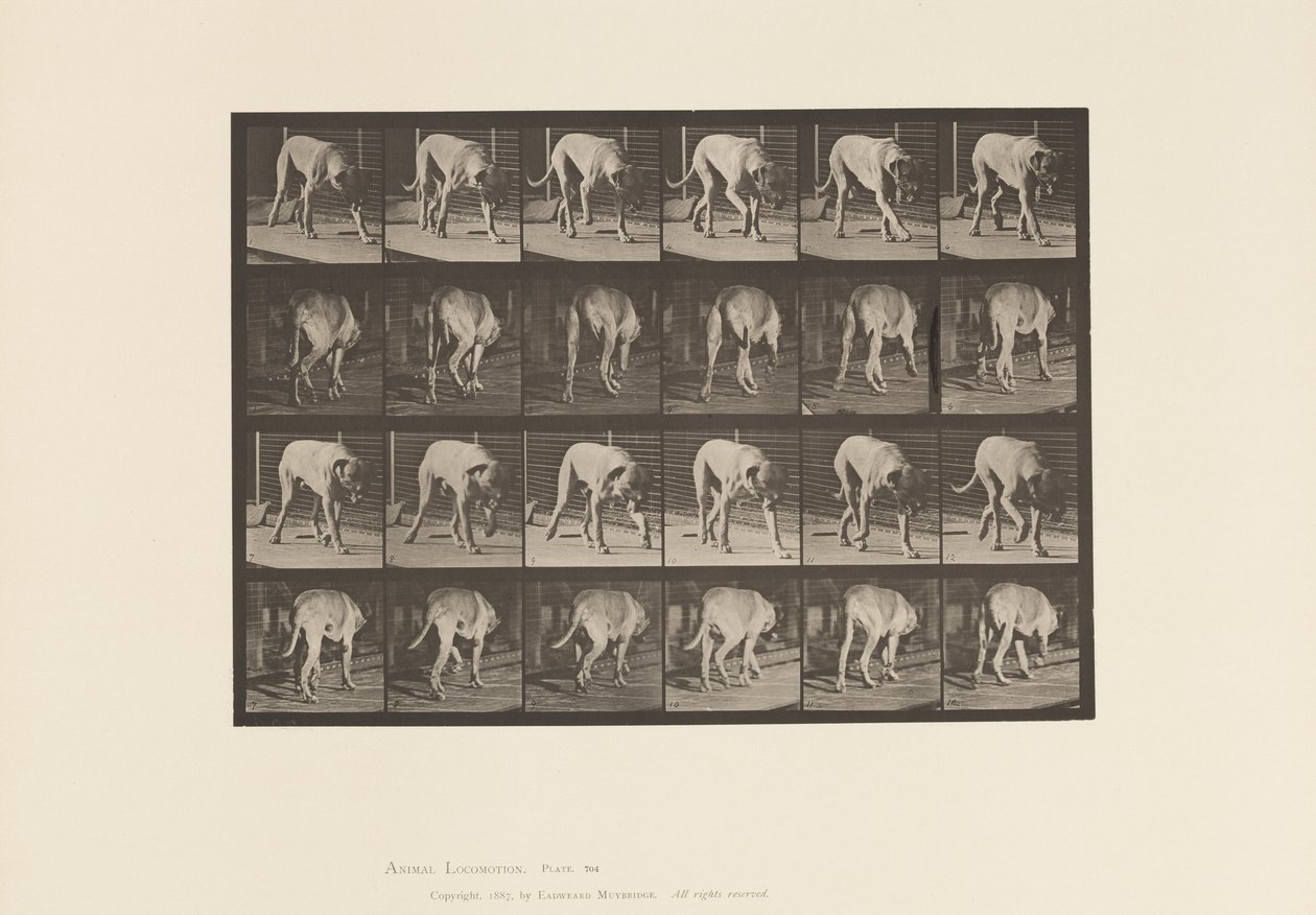 Tabliczka 704. Pies; Pieszy; Dog angielski autorstwa Eadweard Muybridge