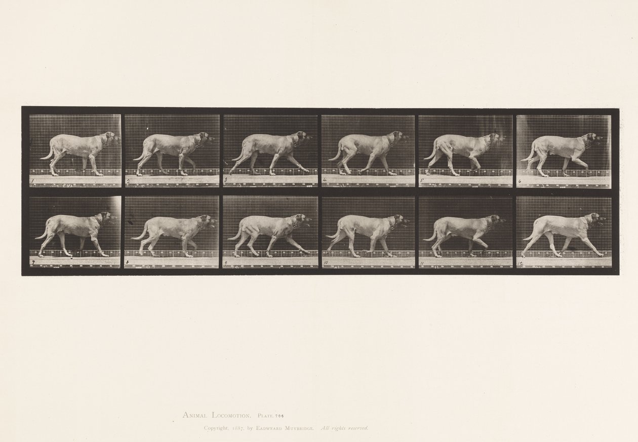 Tabliczka 706. Pies; kłusowanie; Dog angielski autorstwa Eadweard Muybridge