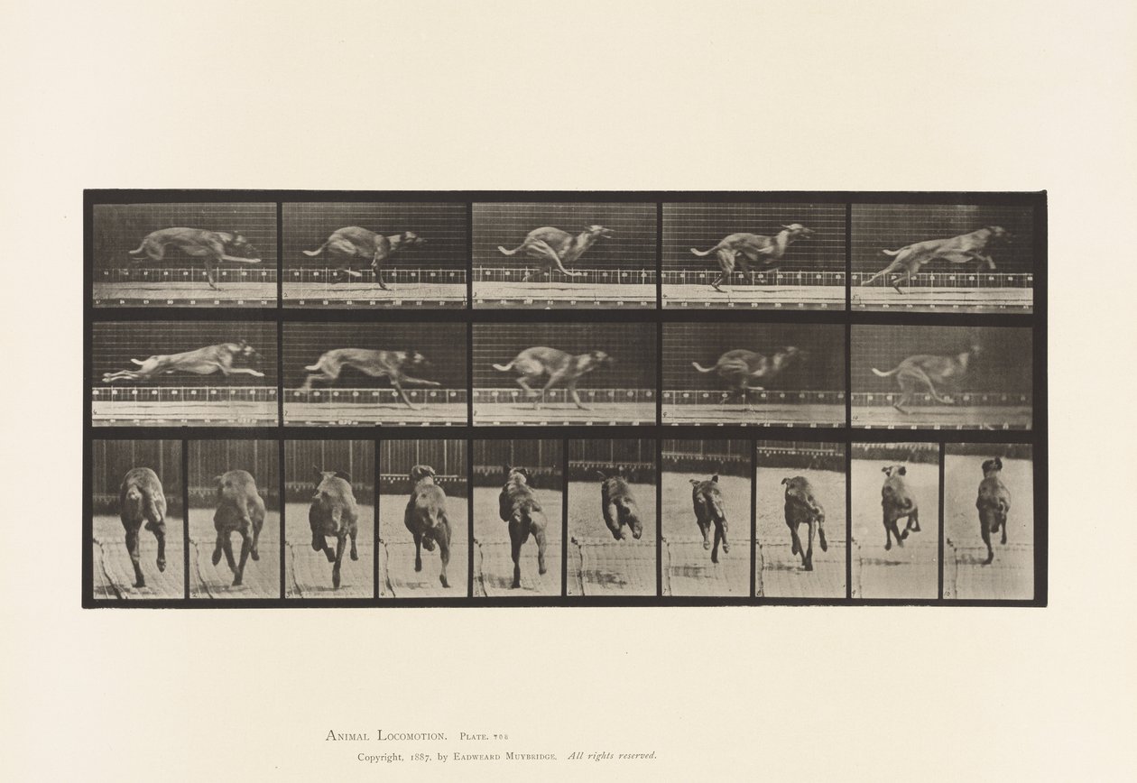 Tabliczka 708. Pies; Galopujący; Brązowy ogar wyścigowy autorstwa Eadweard Muybridge