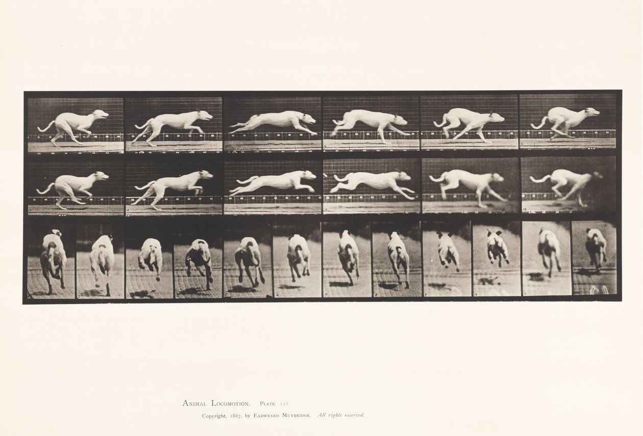 Tabliczka 709. Pies; Galopujący; Biały wyścigowy ogar Maggie autorstwa Eadweard Muybridge