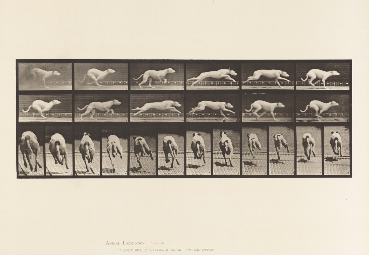 Płyta 710. Pies; Galopujący; Biały wyścigowy ogar Maggie autorstwa Eadweard Muybridge