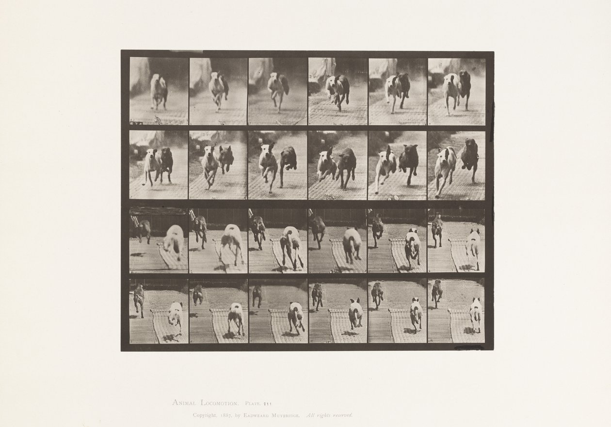 Tabliczka 711. Psy; Dwa wyścigi; A, B; Wyścigowe psy, Ike i Maggie autorstwa Eadweard Muybridge