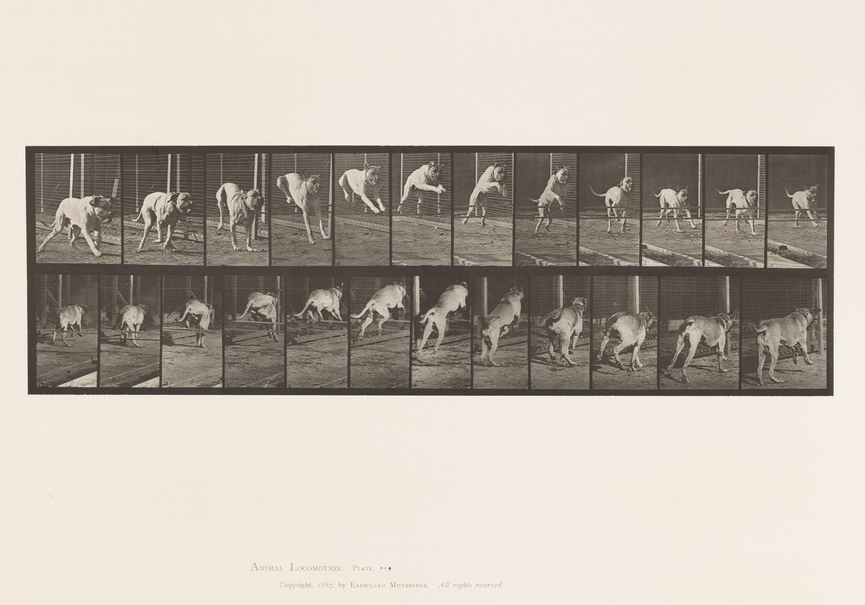 Tabliczka 712. Pies; Skoki przez płotki; Mastif, Strach autorstwa Eadweard Muybridge