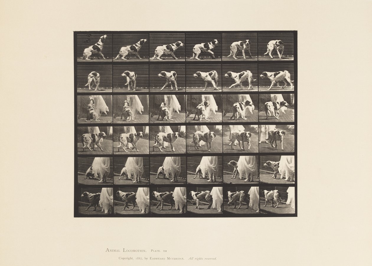 Tabliczka 713. Pies; Odwracanie się itp.; Seterka Kate autorstwa Eadweard Muybridge