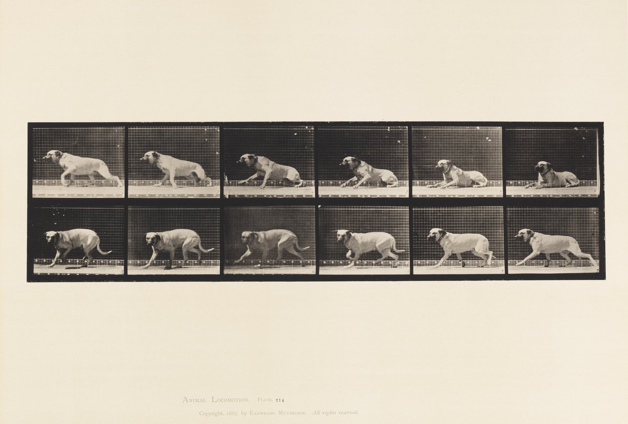 Tabliczka 714. Pies; Wzbudzony przez Torpedę; Mastiff-Smith autorstwa Eadweard Muybridge