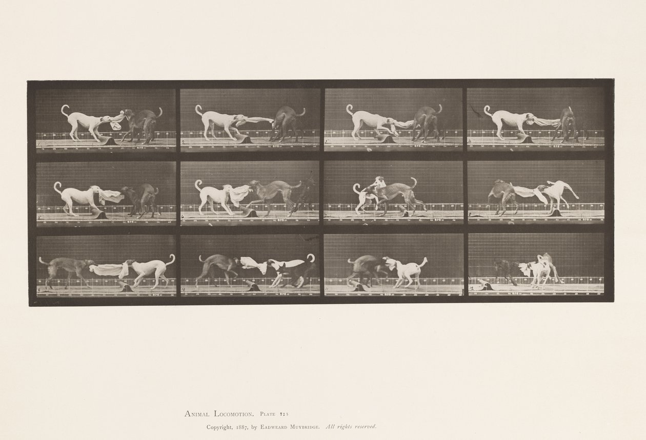 Tabliczka 715. Psy; Trzy, szarpanie za ręcznik, Ike, Maggie itp. autorstwa Eadweard Muybridge