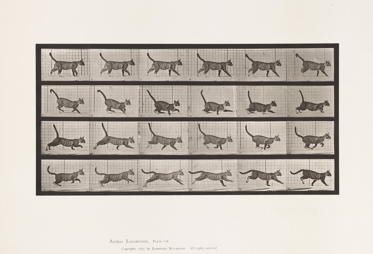 Tabliczka 716. Kot; Chodzenie, zmiana na galop autorstwa Eadweard Muybridge