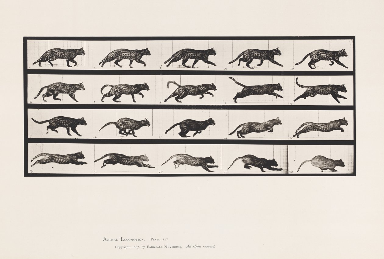 Tabliczka 717. Kot; kłusowanie; Zmień na galopujący autorstwa Eadweard Muybridge