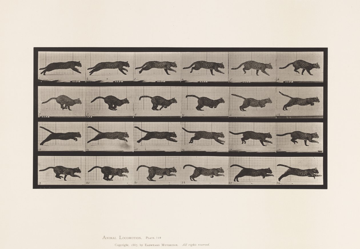 Płyta 720. Kot; Galopujący autorstwa Eadweard Muybridge