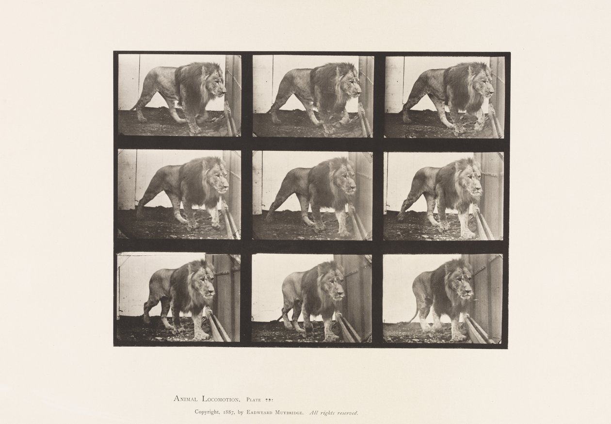 Płyta 721. Lew; Pieszy autorstwa Eadweard Muybridge