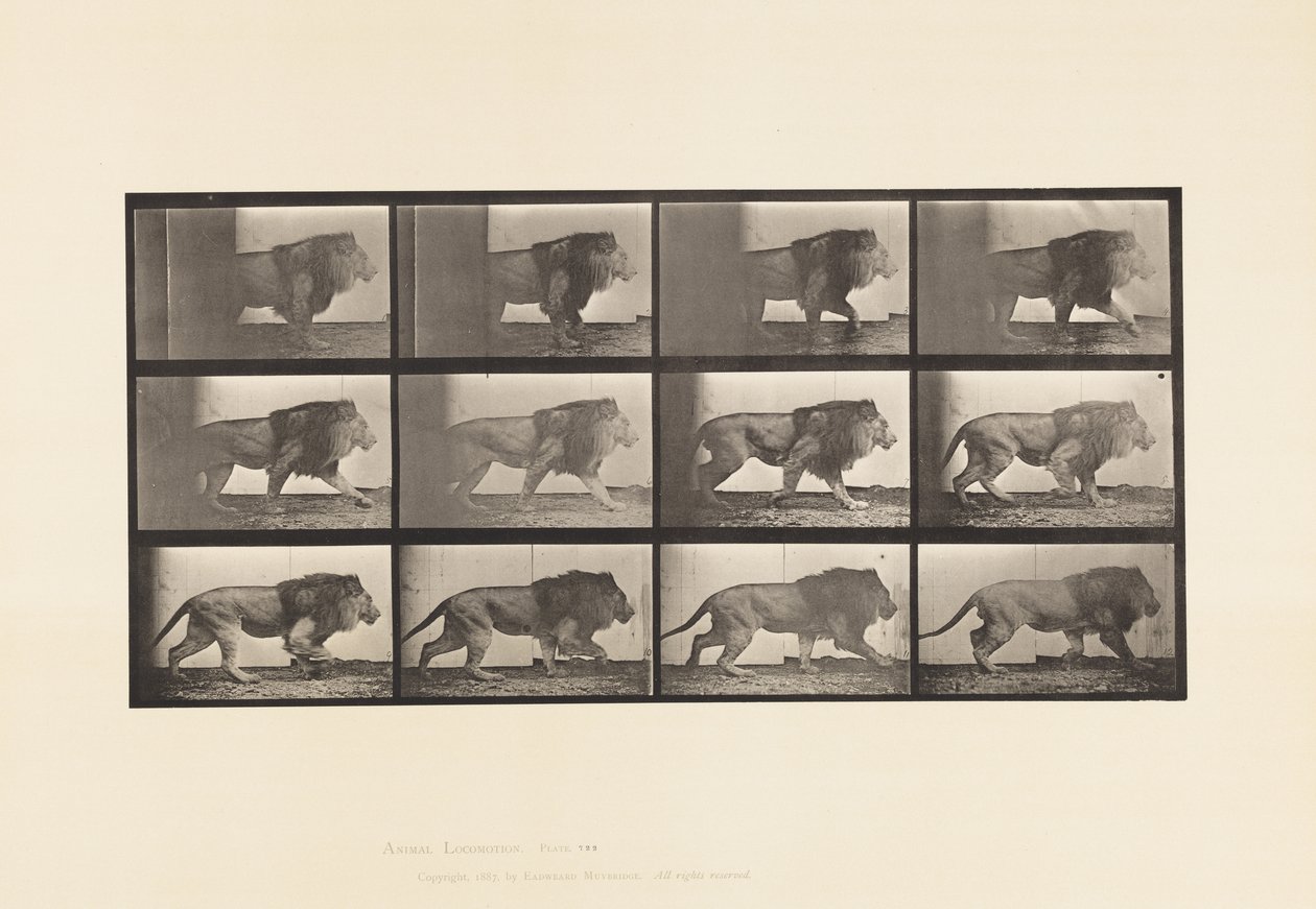 Płyta 722. Lew; Pieszy autorstwa Eadweard Muybridge