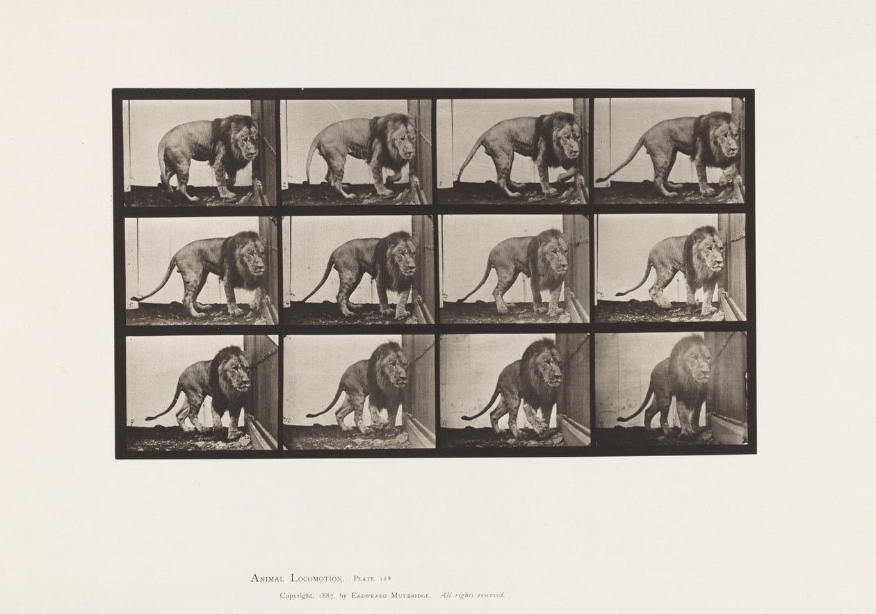 Płyta 723. Lew; Chodzenie, odwracanie się autorstwa Eadweard Muybridge
