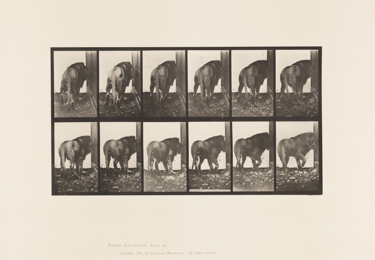 Płyta 724. Lew; Chodzenie, odwracanie się autorstwa Eadweard Muybridge