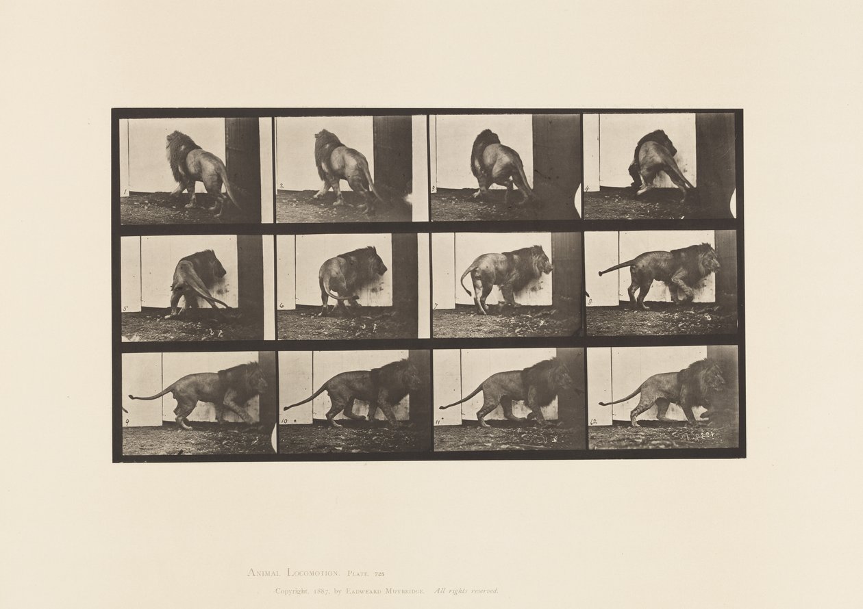 Płyta 725. Lew; Chodzenie, odwracanie się autorstwa Eadweard Muybridge