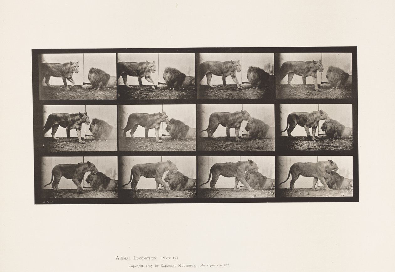 Płyta 727. Lwica; Pieszy; Lew; Leżeć autorstwa Eadweard Muybridge