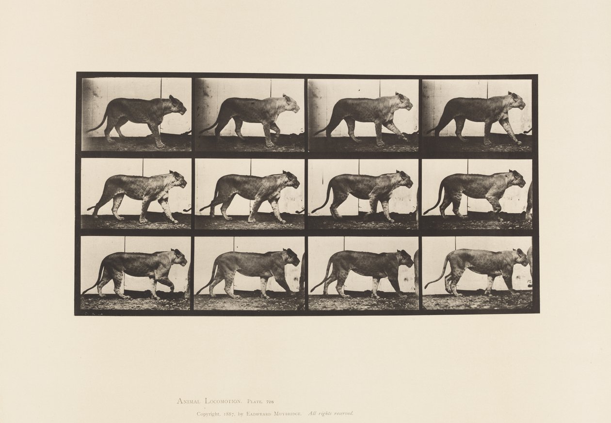 Płyta 728. Lwica; Pieszy; Lew; Leżeć autorstwa Eadweard Muybridge