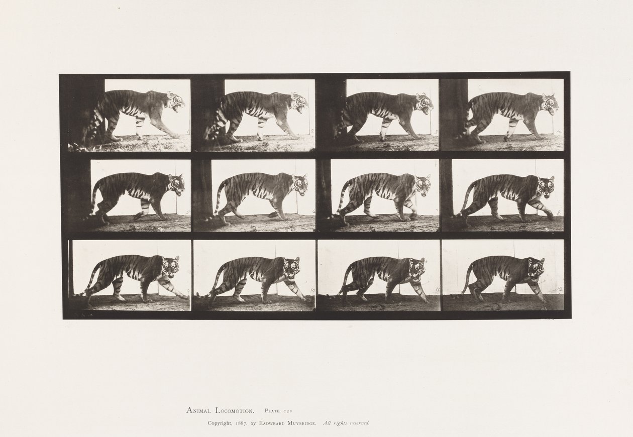 Tabliczka 729. Tygrysica; Pieszy autorstwa Eadweard Muybridge