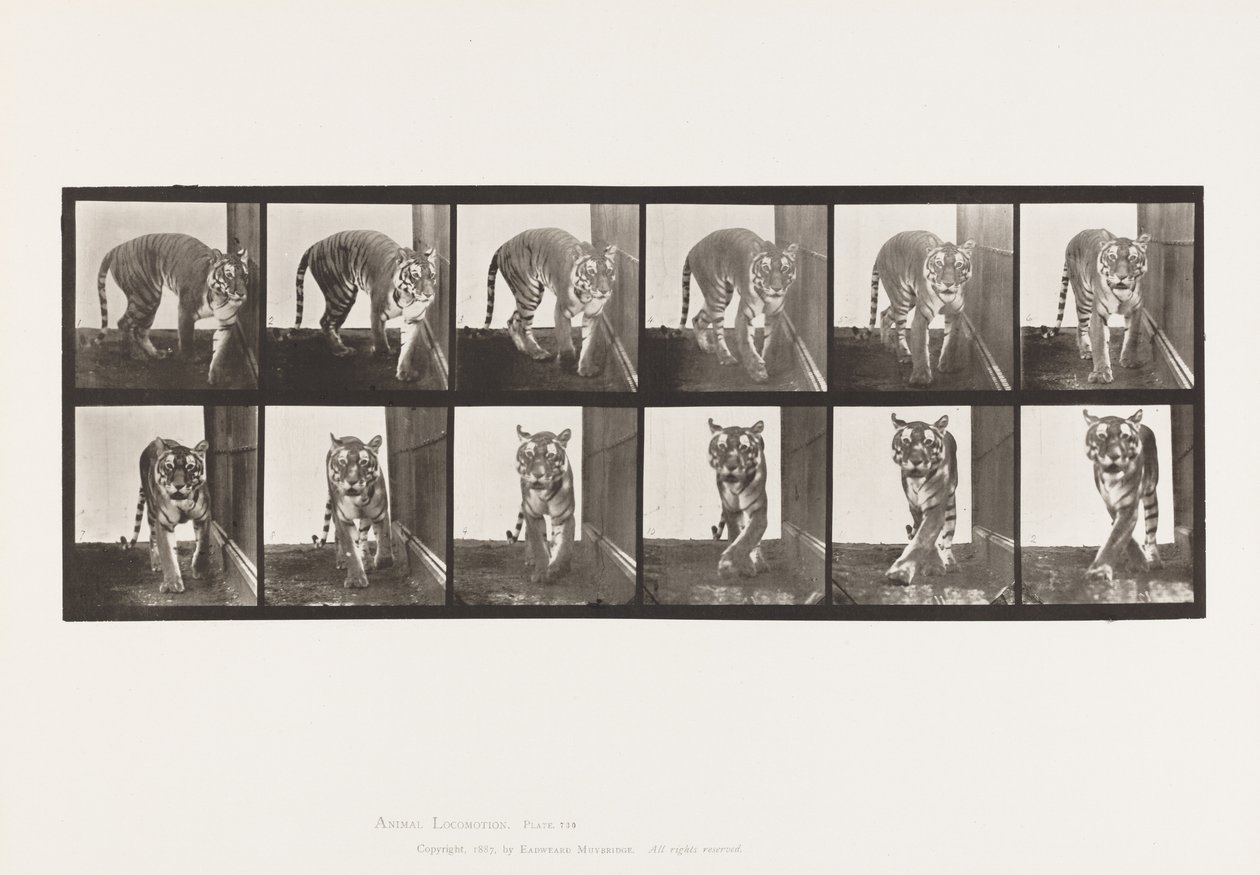 Płyta 730. Tygrysica; Pieszy; Odwracając się autorstwa Eadweard Muybridge