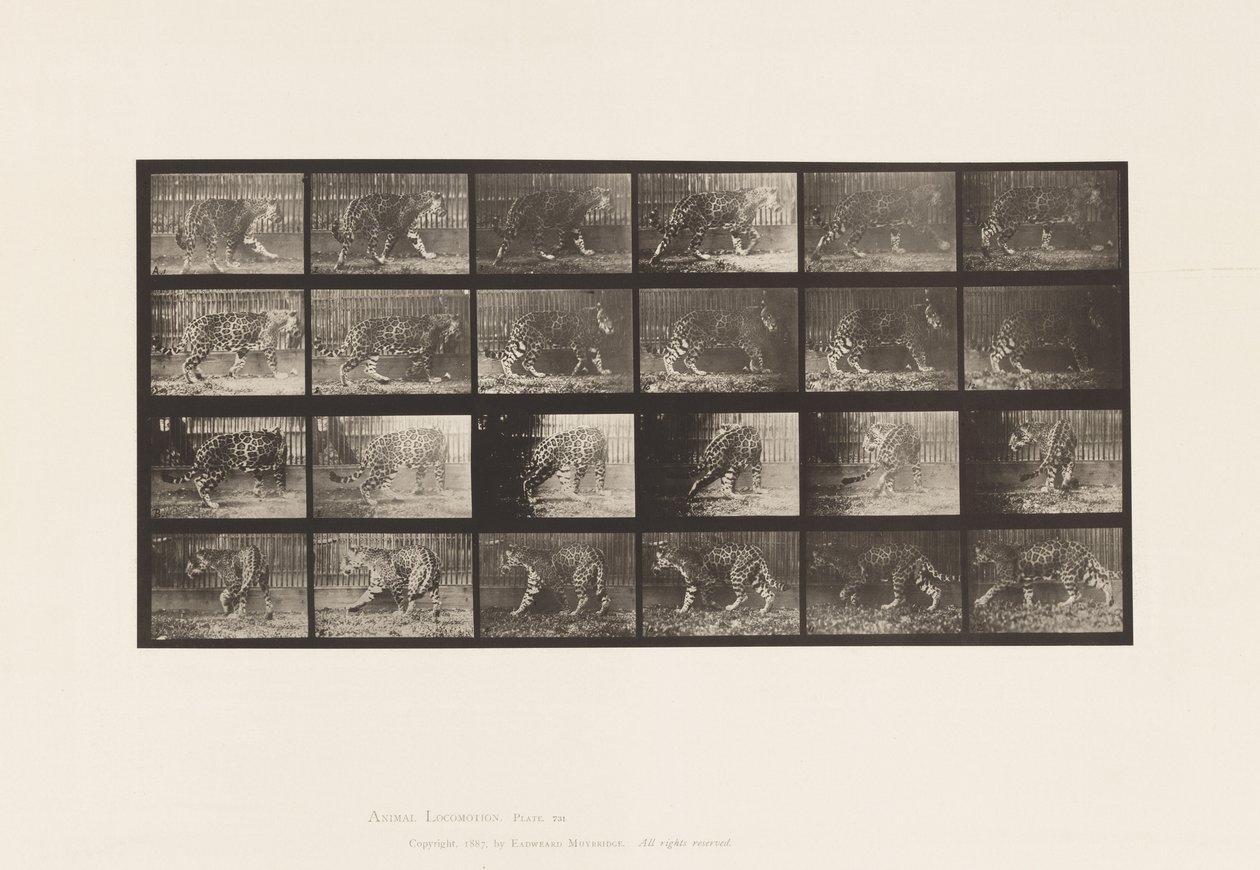 Płyta 731. Jaquar; A, Chodzenie; B, Odwracanie się autorstwa Eadweard Muybridge