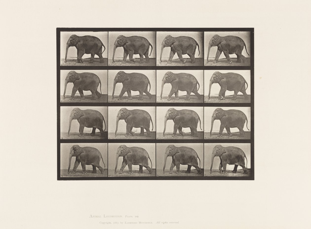 Tabliczka 732. Słoń; Pieszy autorstwa Eadweard Muybridge