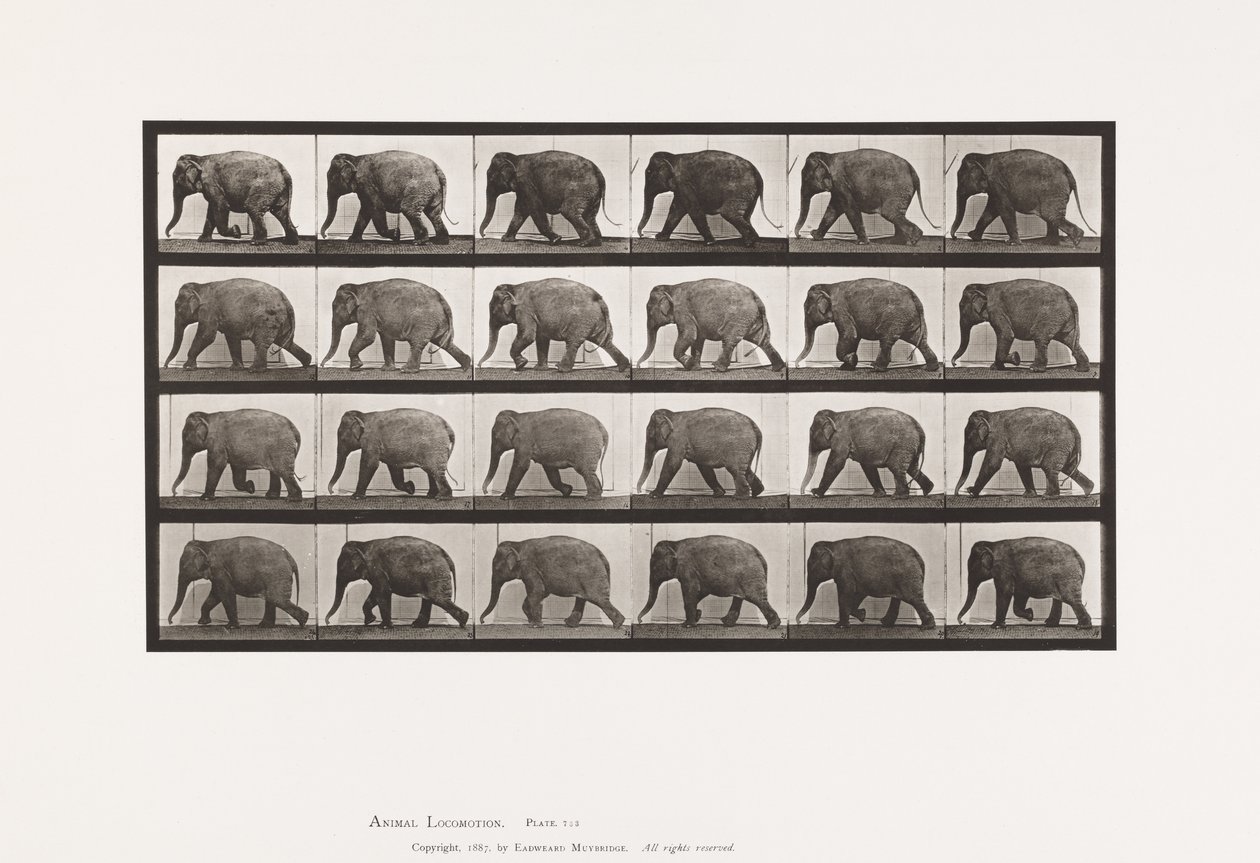 Płyta 733. Słoń; Pieszy autorstwa Eadweard Muybridge