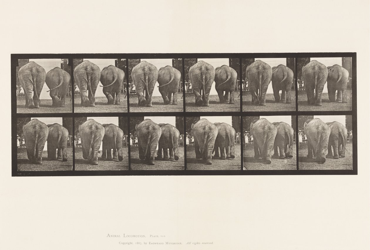 Tabliczka 735. Słonie; Dwa, chodzenie autorstwa Eadweard Muybridge
