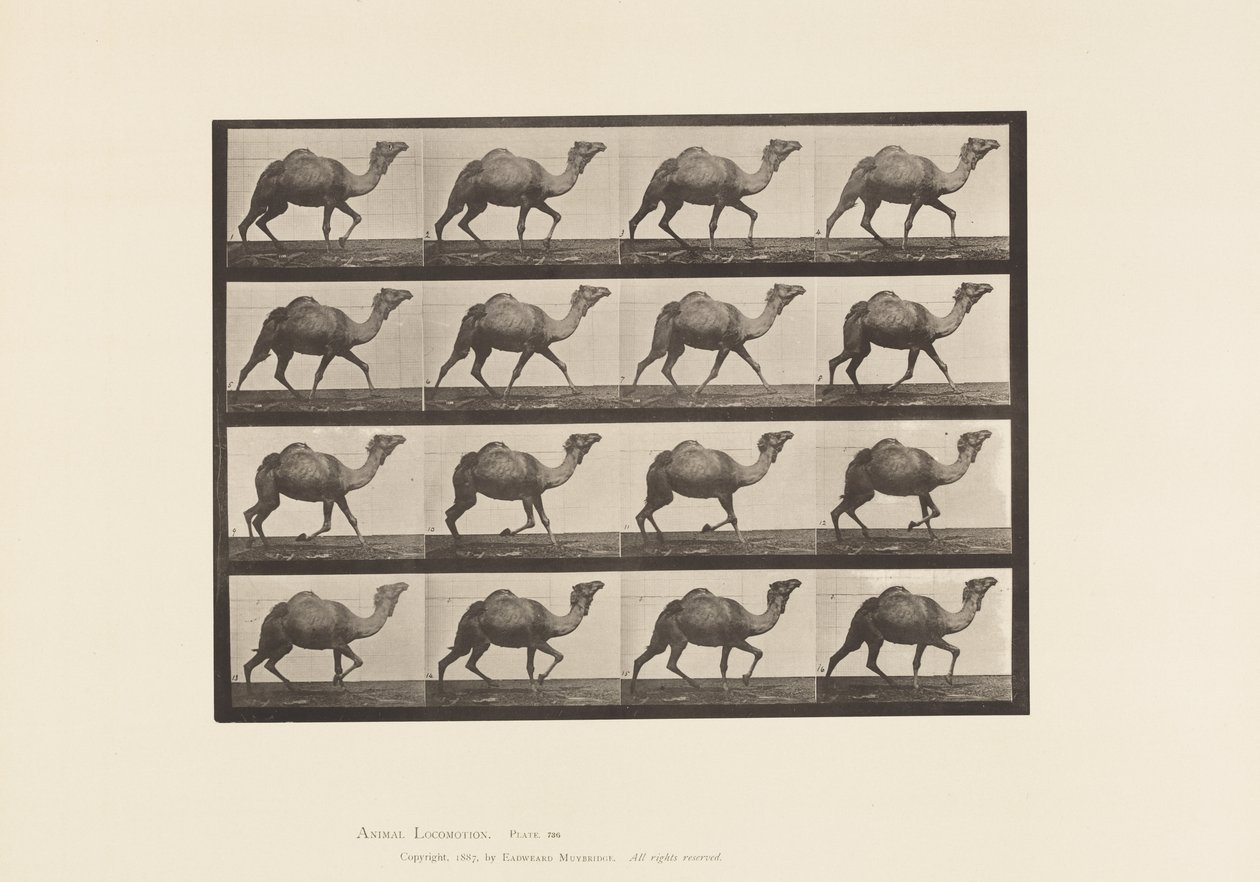 Tabliczka 736. Wielbłąd egipski; Dręczący autorstwa Eadweard Muybridge