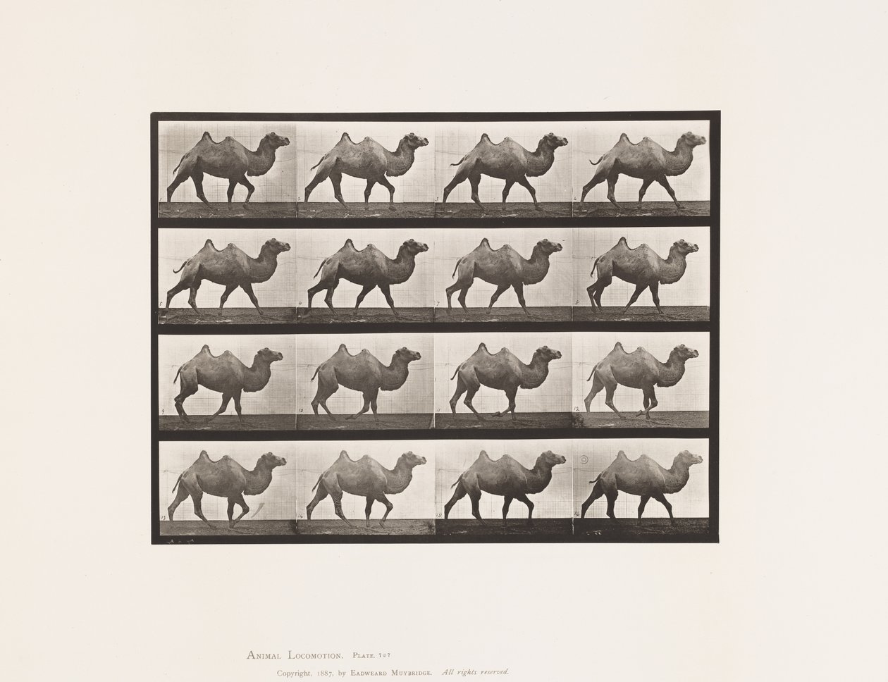 Tablica 737. Wielbłąd dwugarbny; Pieszy autorstwa Eadweard Muybridge