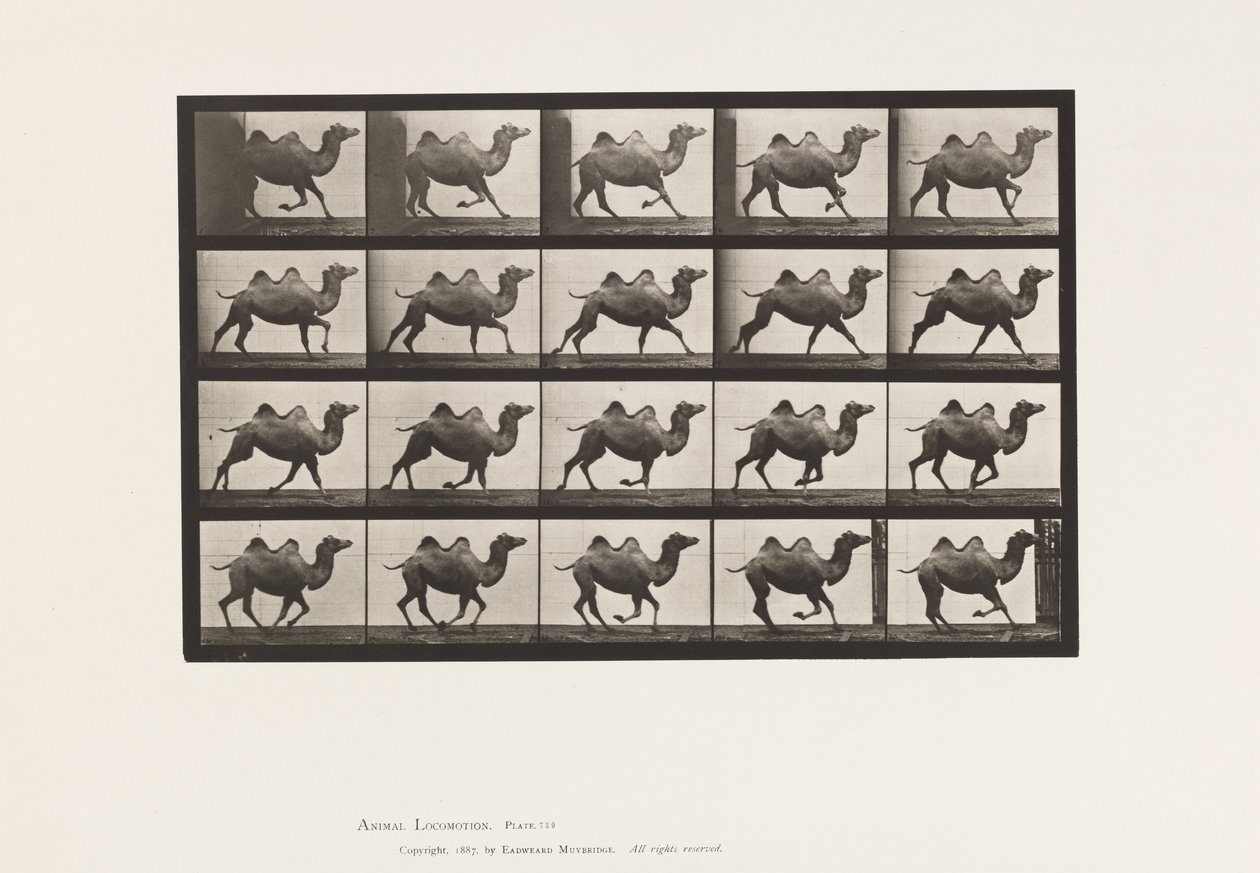 Tabliczka 739. Wielbłąd dwugarbny; Galopujący autorstwa Eadweard Muybridge